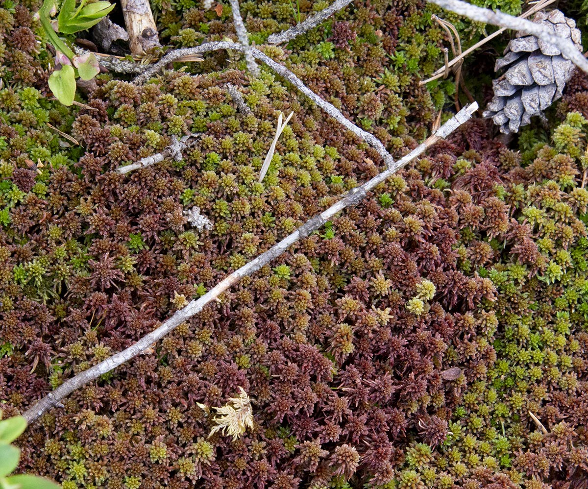 Sphagnum